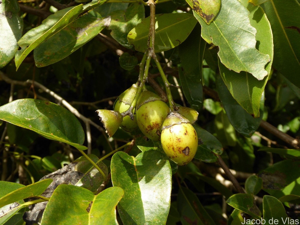 Diospyros ferrea (Willd.) Bakh.